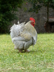 FZ018855 Cockrell at Usk Castle.jpg